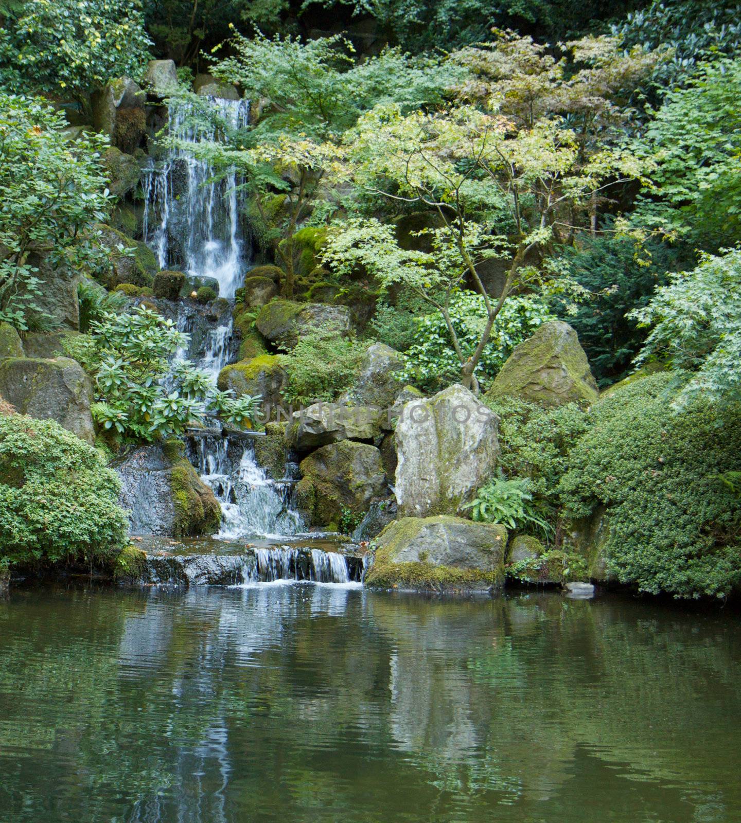 Japanese garden waterfall emptying into green pond