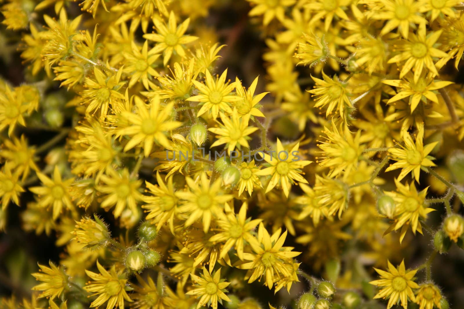 yellow flowers by mimirus