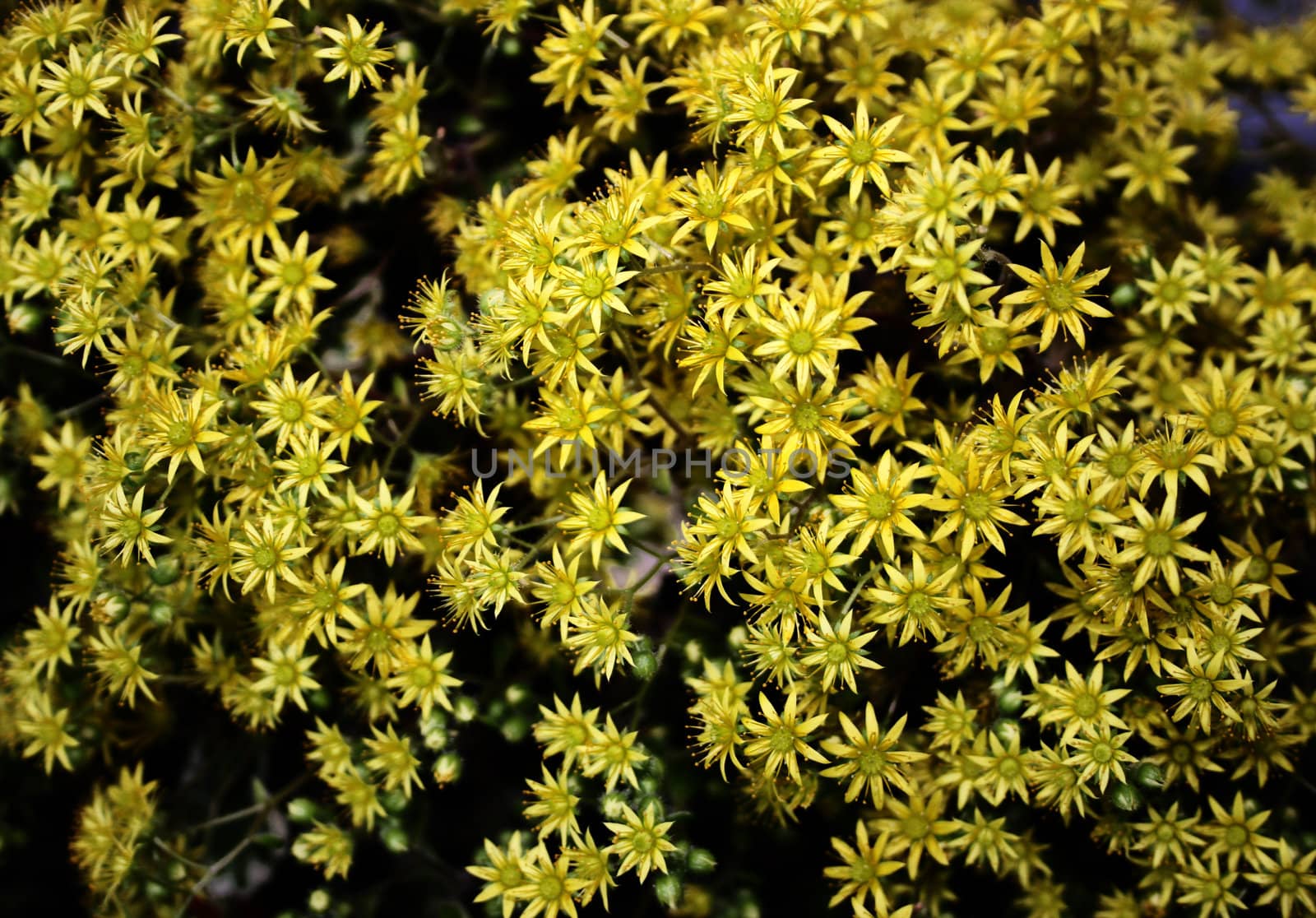 yellow flowers by mimirus