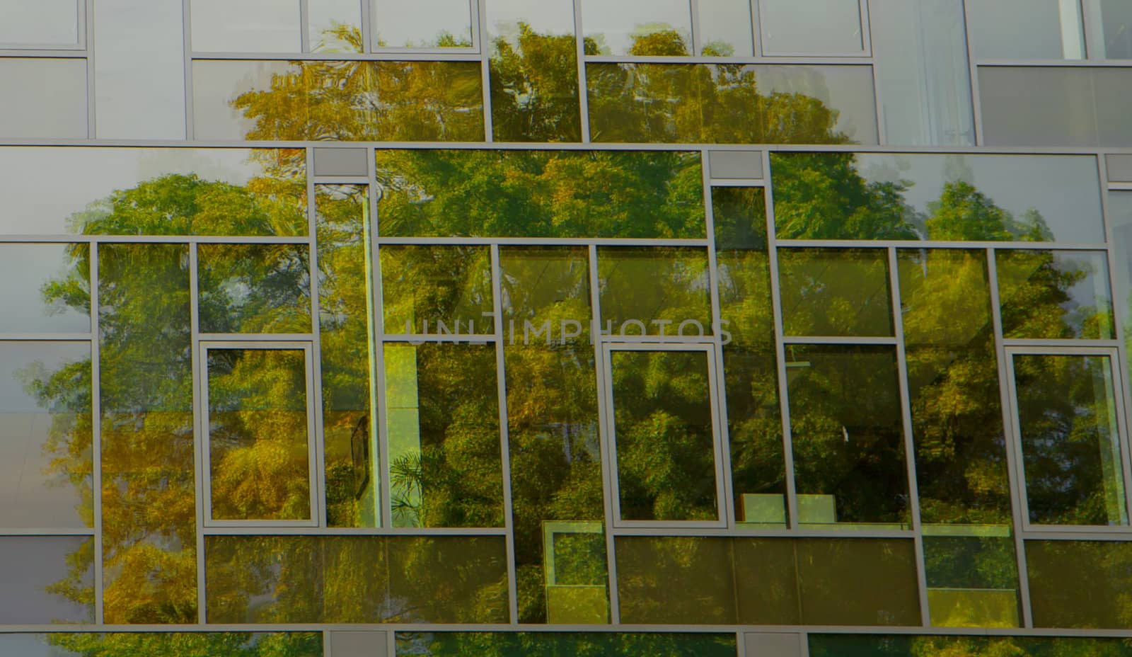 Green Tree with fall colors Reflection in Building window