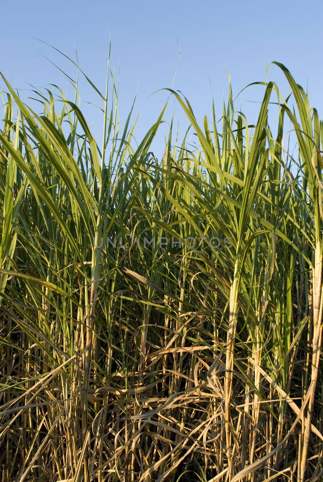 ripe sugar cane by stockarch