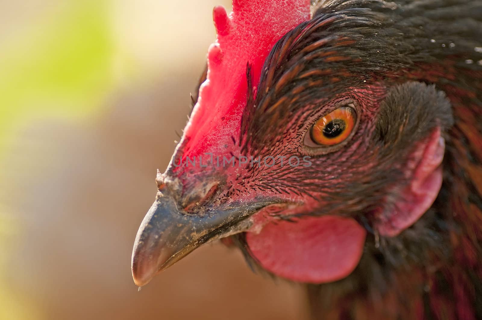 closeup of a chicken