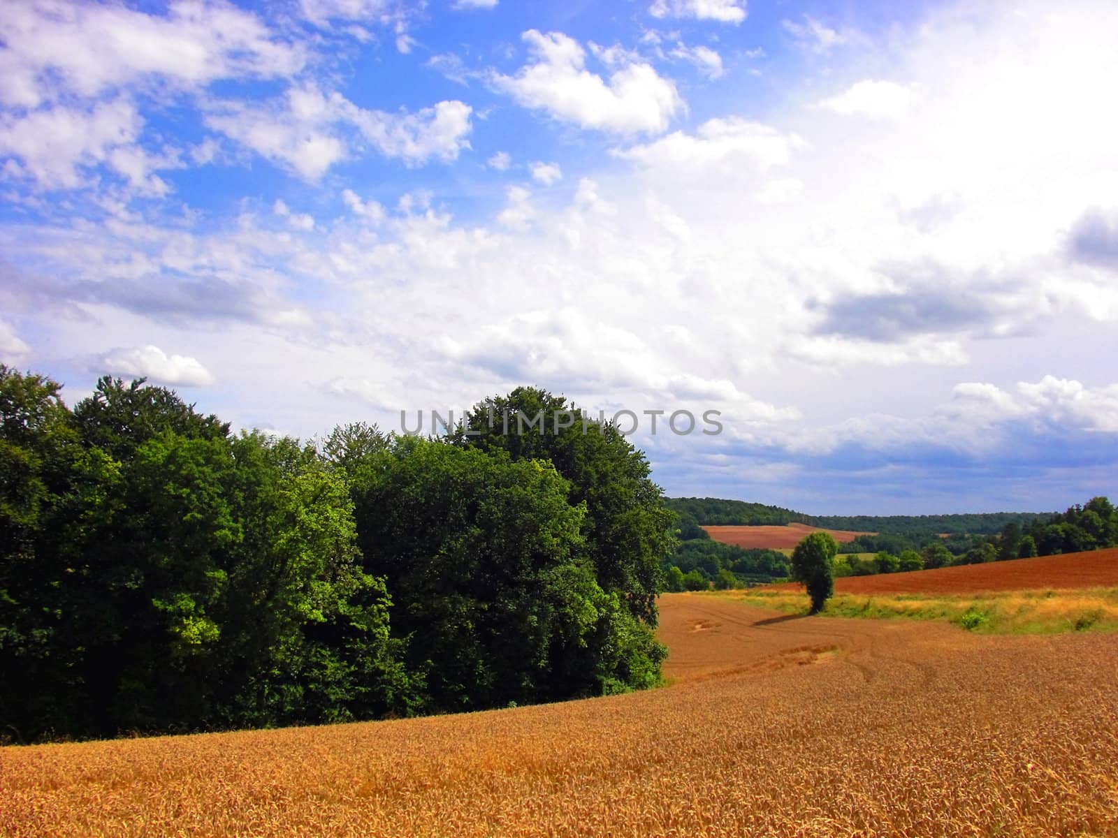 Field by juweber