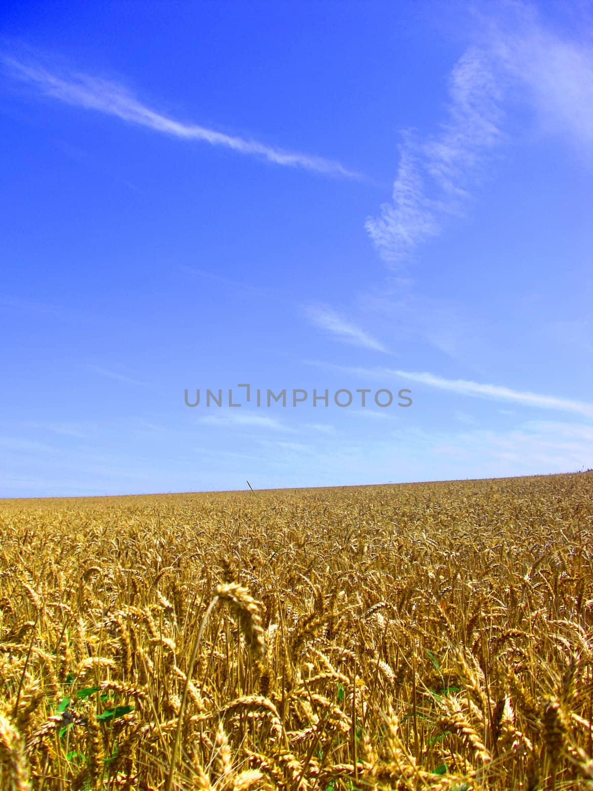 Field by juweber