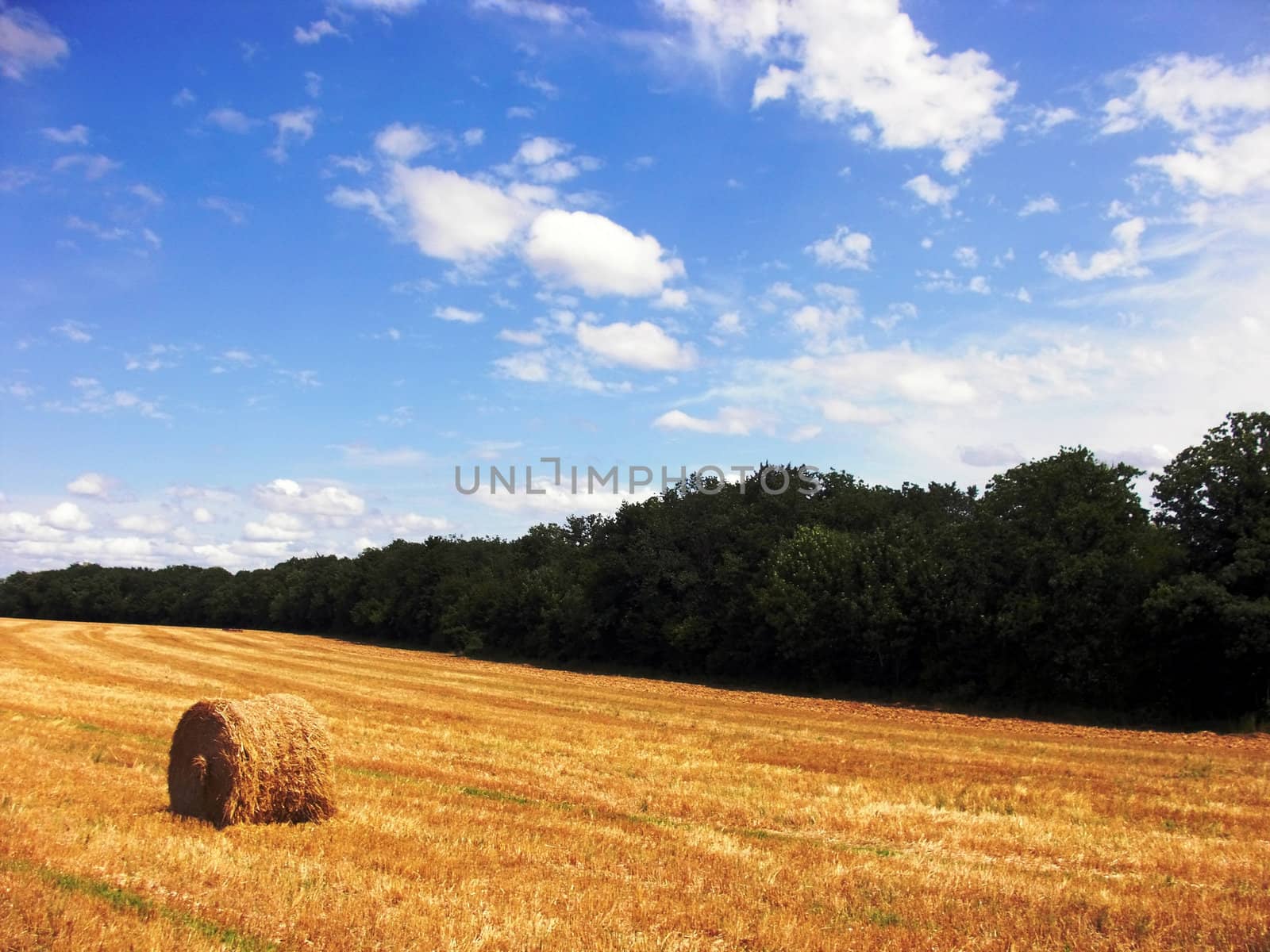 Field by juweber