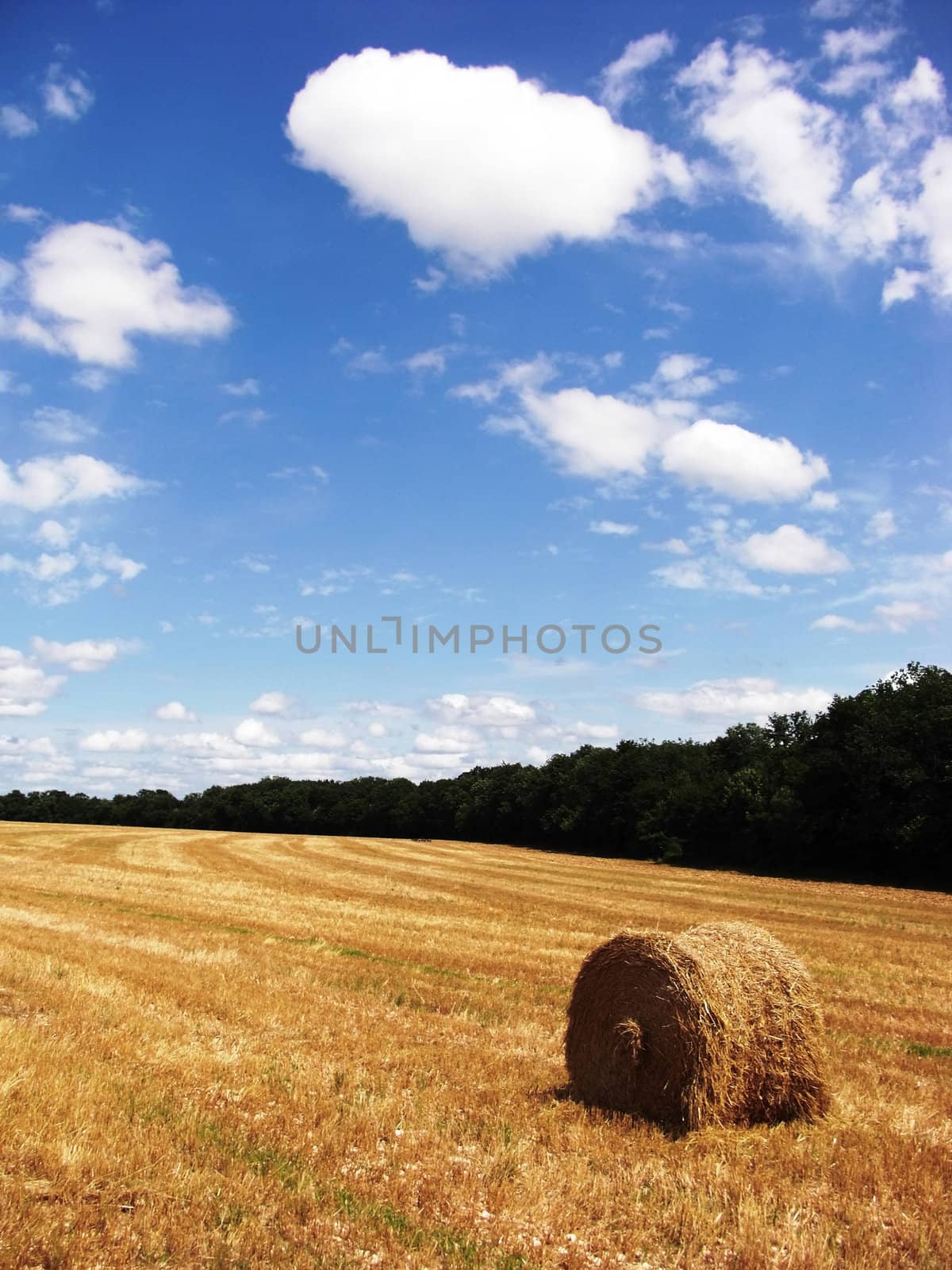 Field by juweber