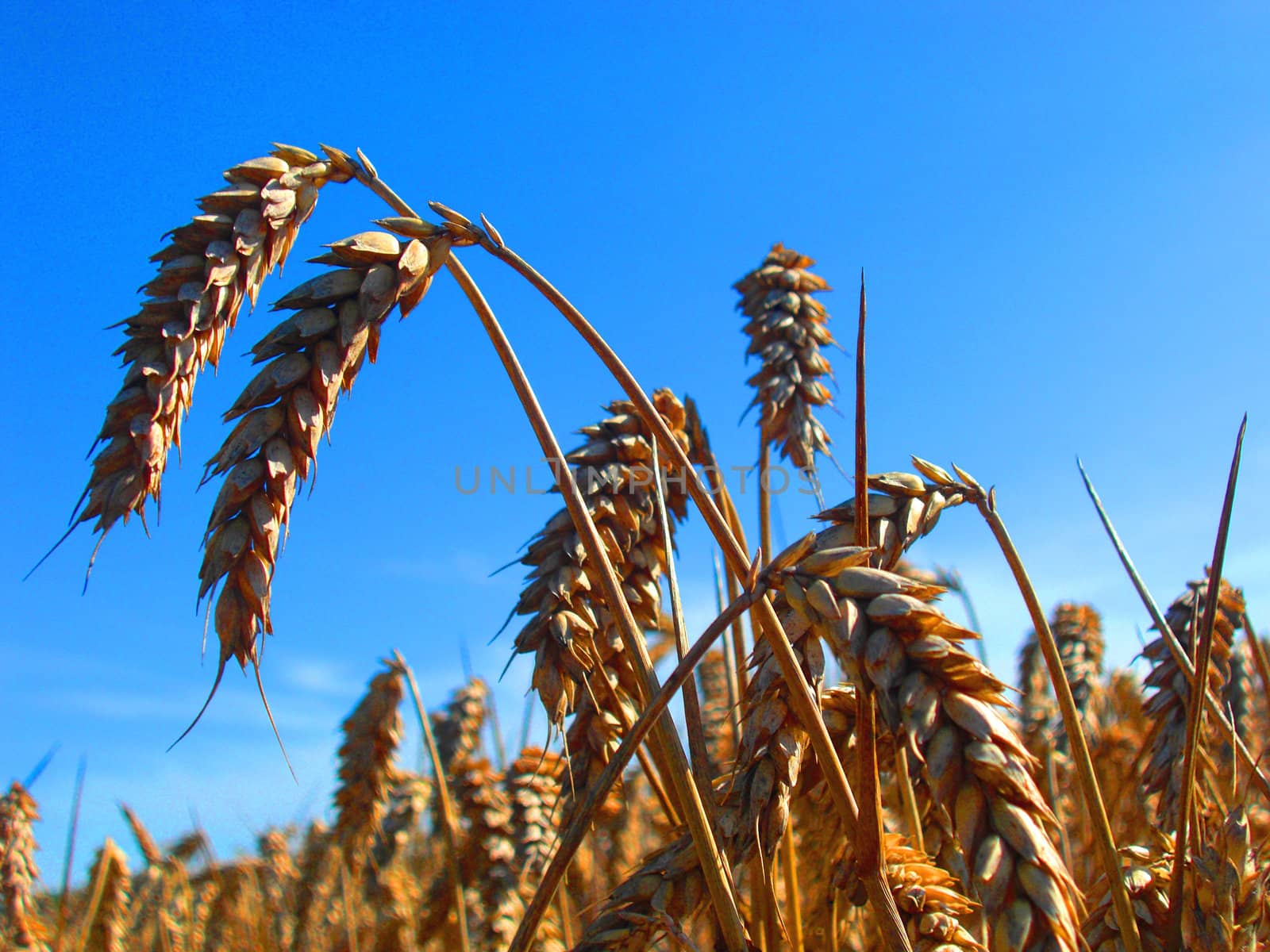 Field by juweber