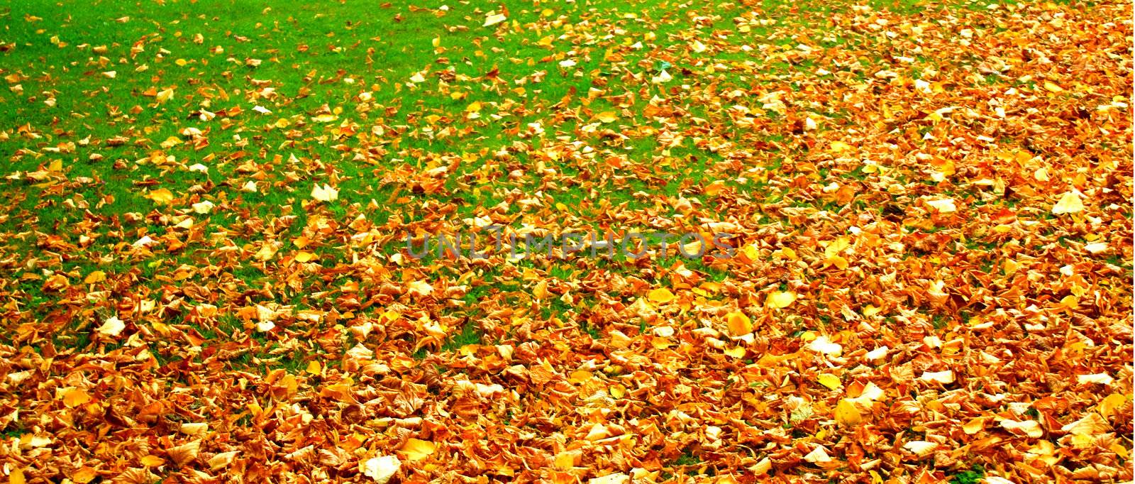 Autumn by juweber