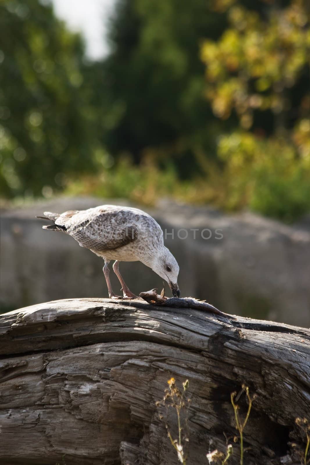 Young seagull eating catched fish by Colette