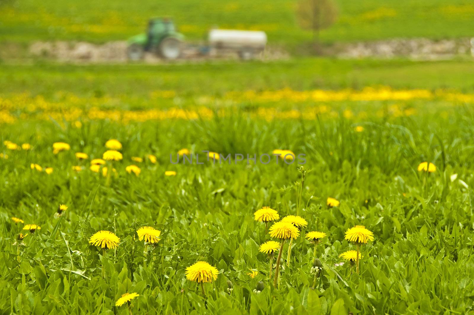 dandelion by Jochen