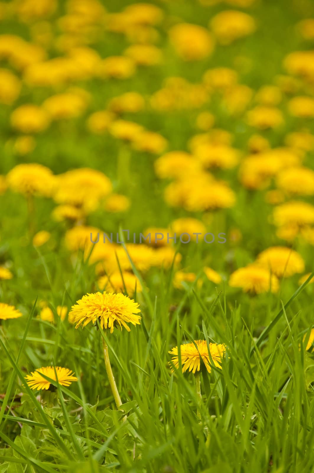 dandelion by Jochen