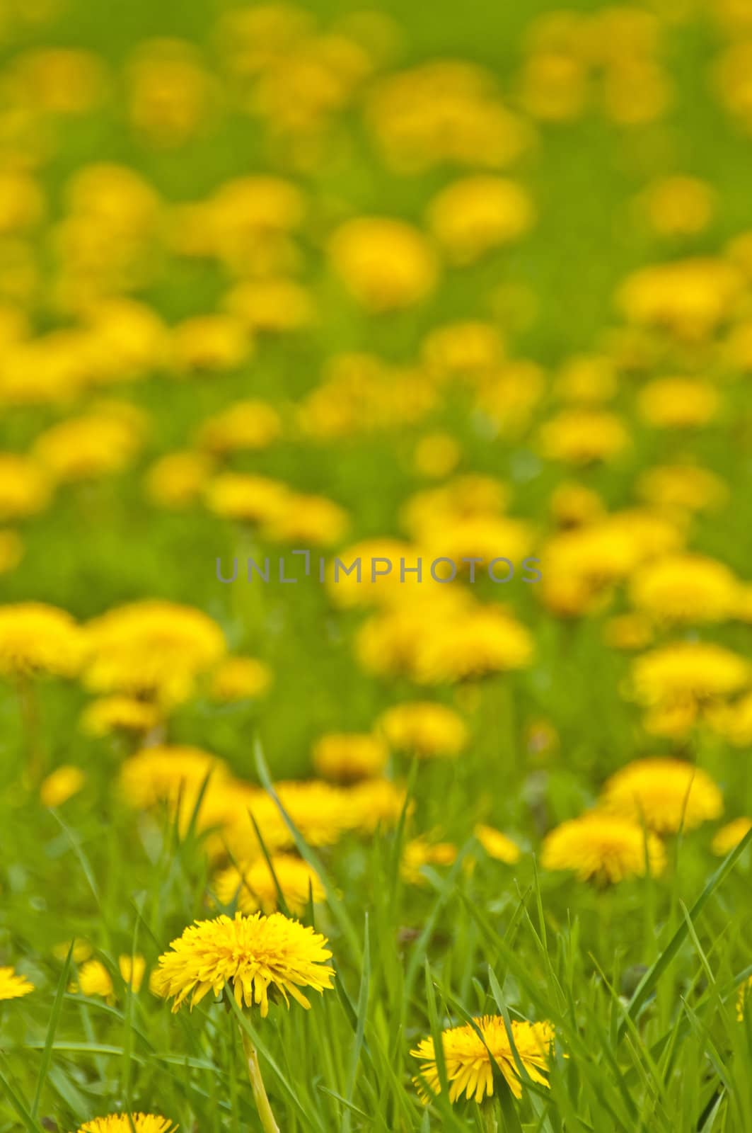 dandelion by Jochen