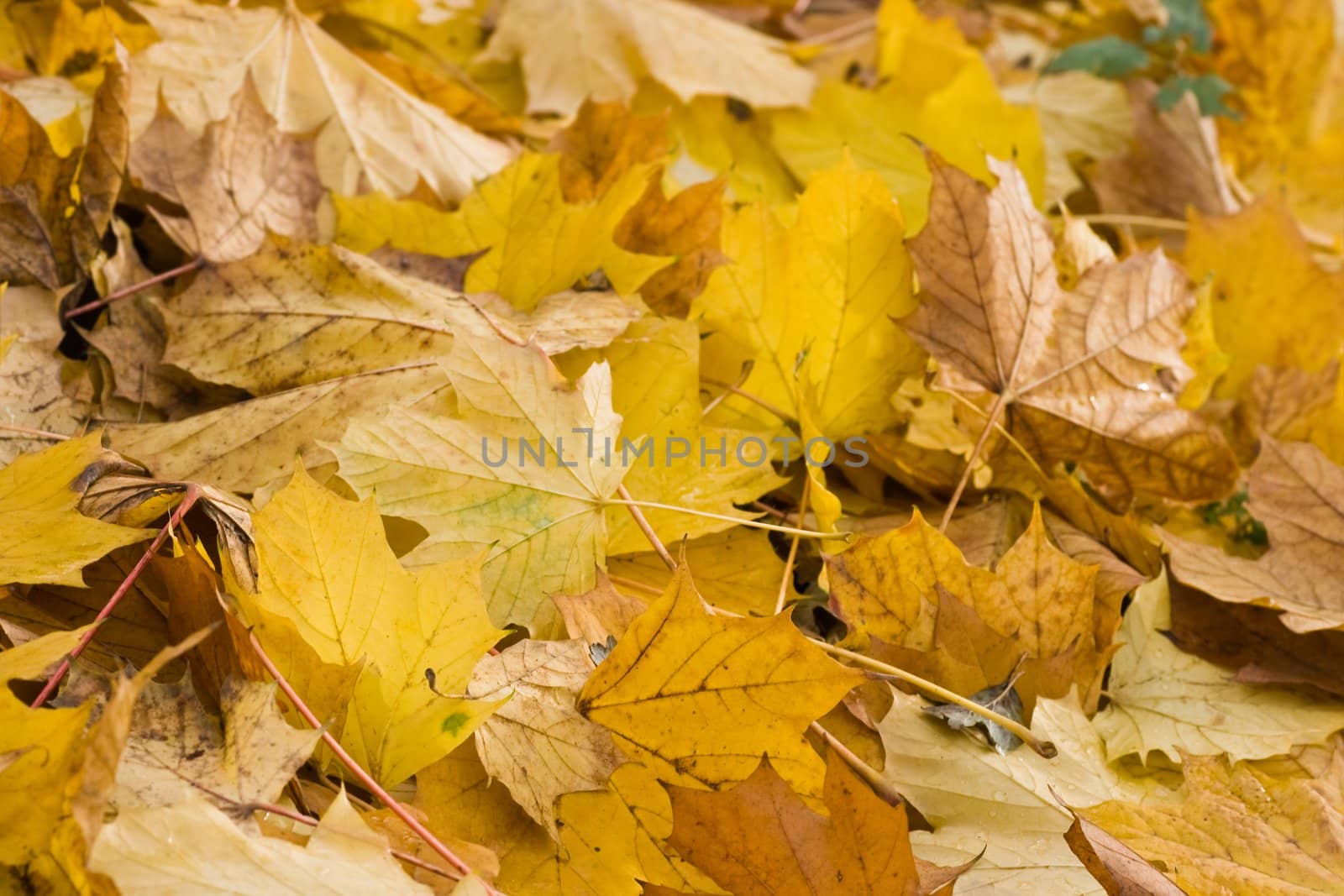 Yellow leaves in autumn - horizontal by Colette