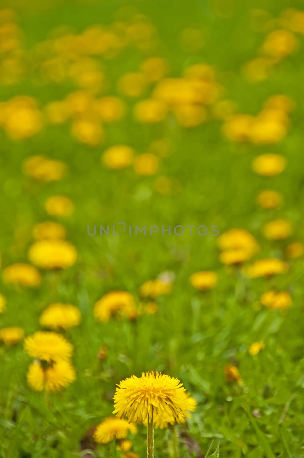 dandelion by Jochen