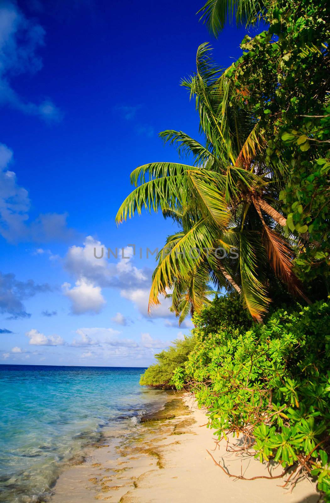 Tropical Paradise at Maldives with palms and blue sky