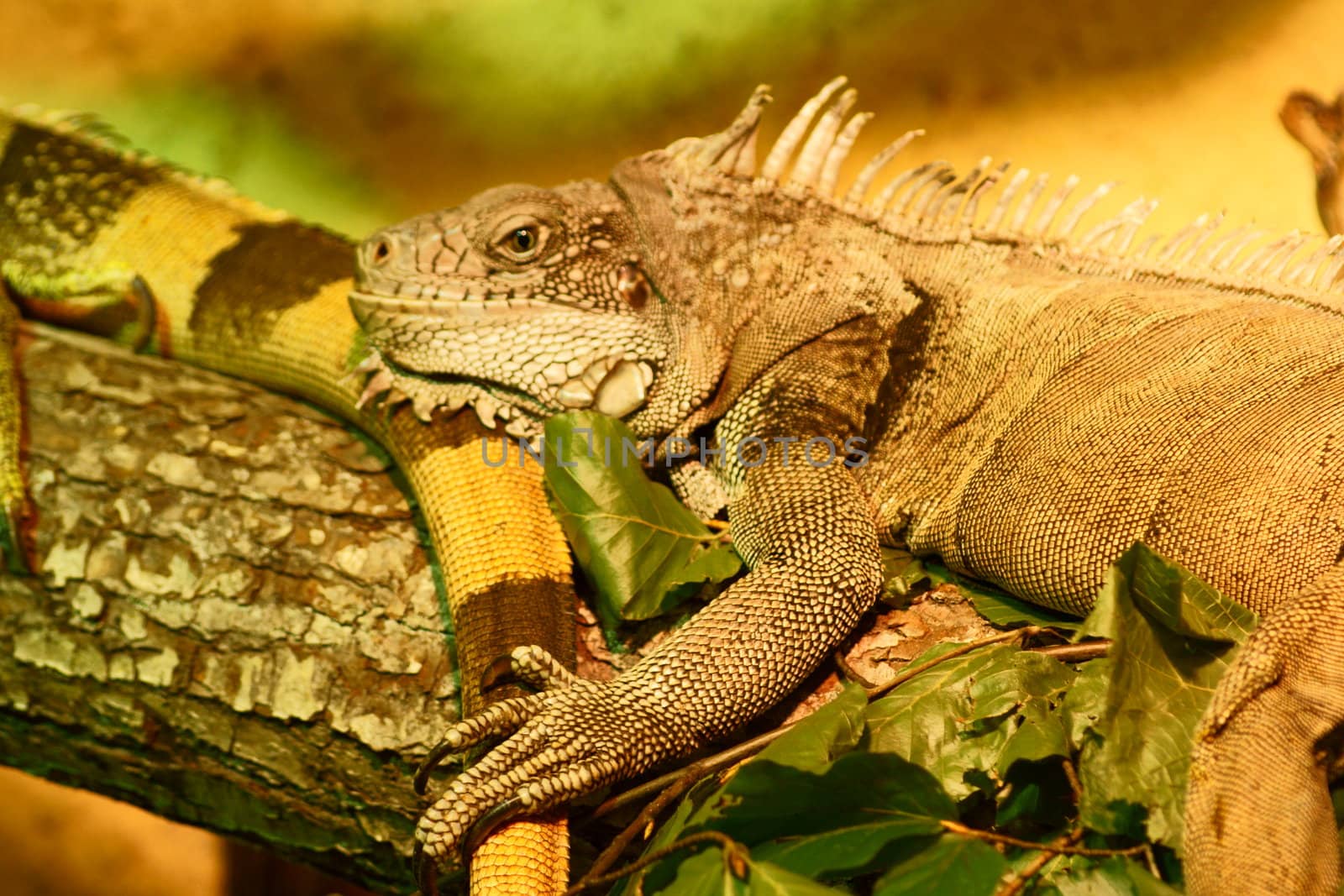 Green Iguana in Polish Zoo