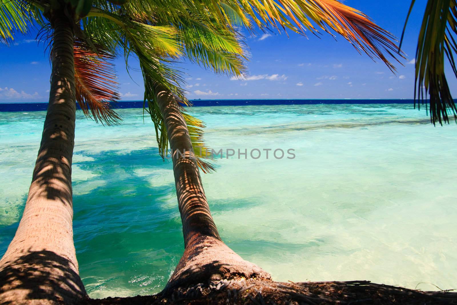 Tropical Paradise at Maldives with palms and blue sky