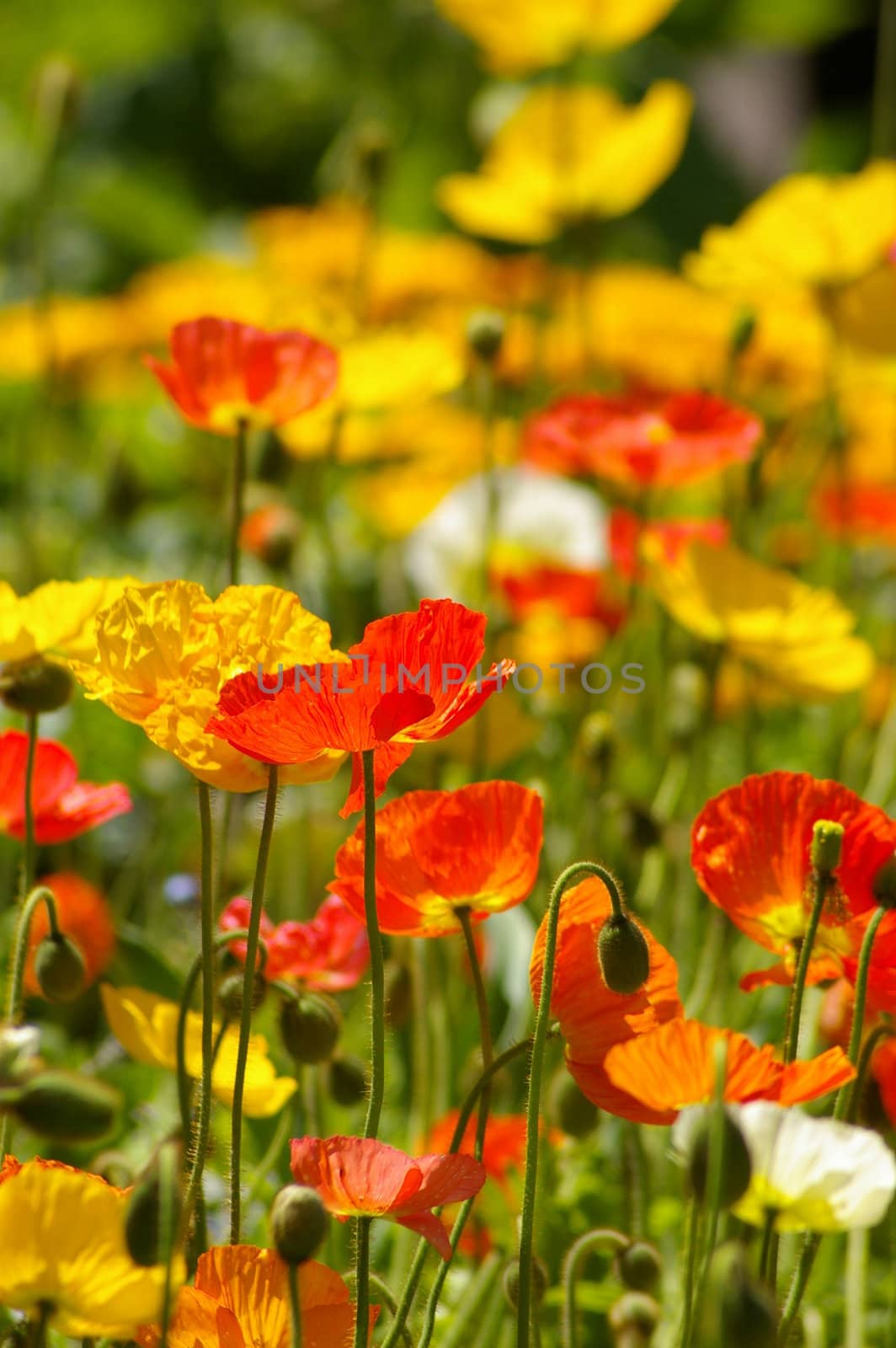 garden of bright colorful flowers