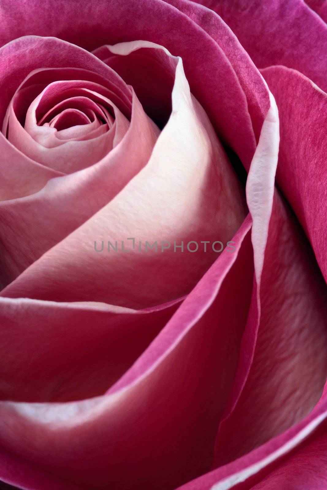 Macro, shallow depth of field image of a single pink rose.  Focus near centre and edges of petals.
