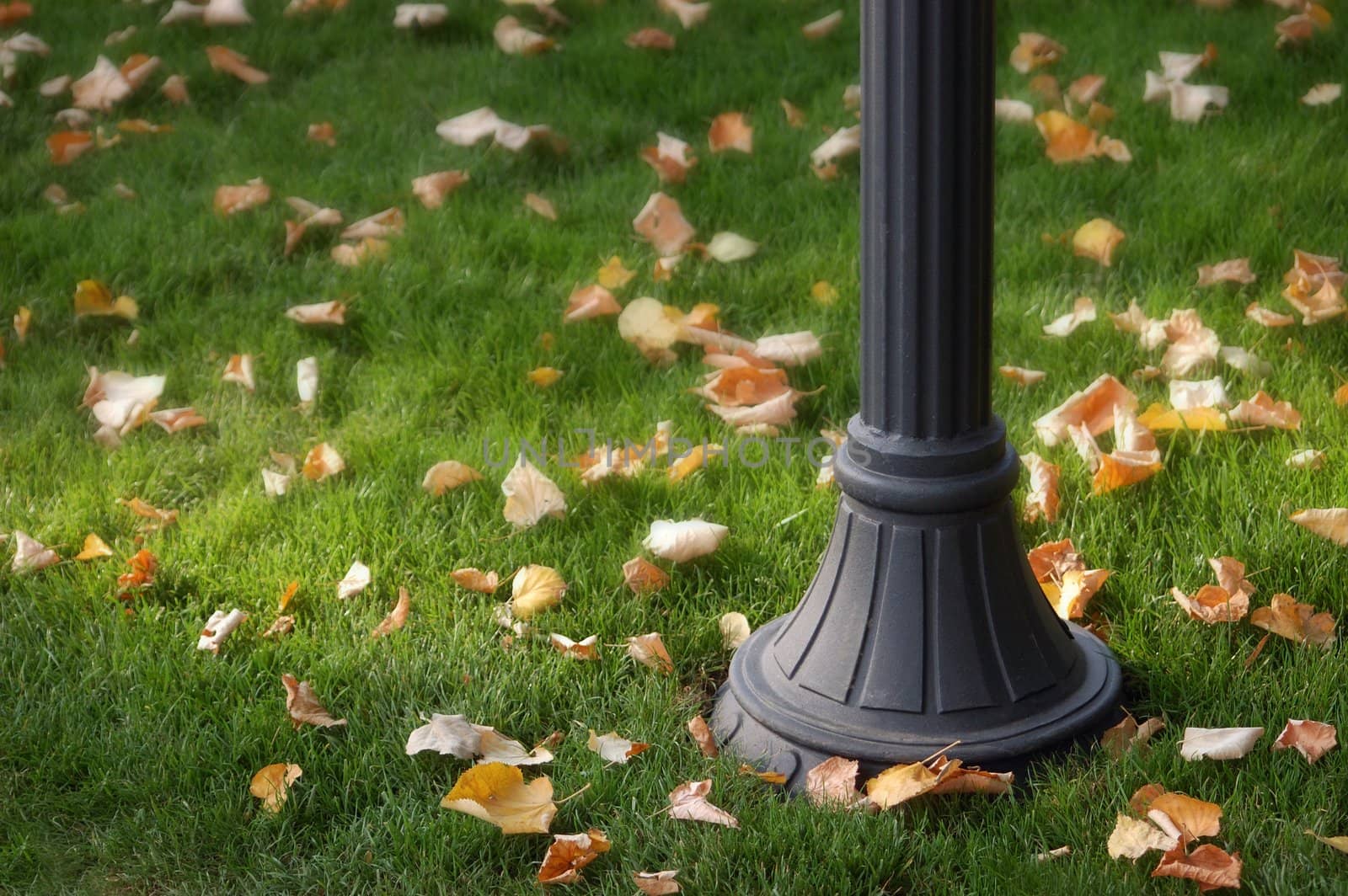 autumnal view in the park,
fall of the LEAF ,