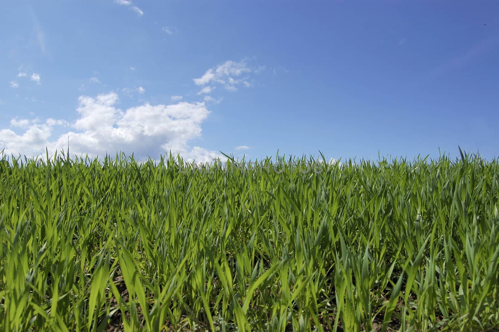 green grass field and blue sky