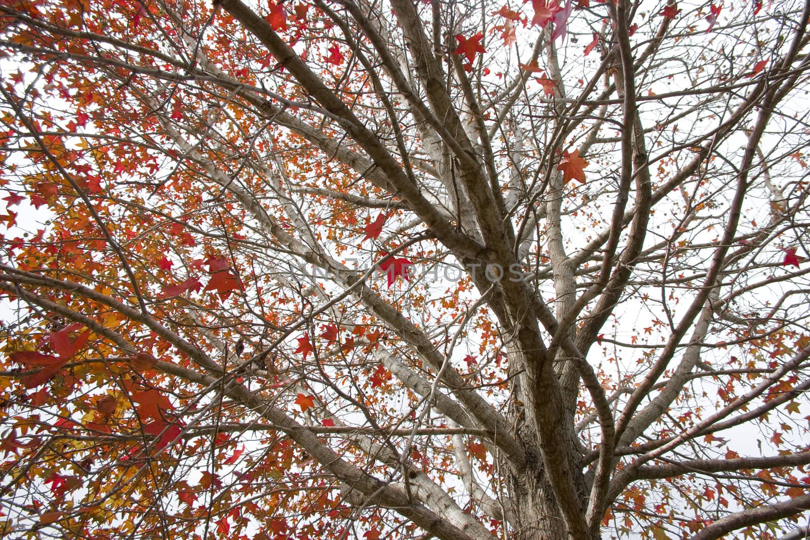 Autumn tree with red leaves