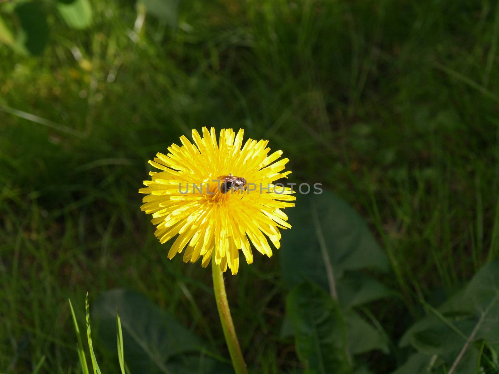 bie on flower by viviolsen