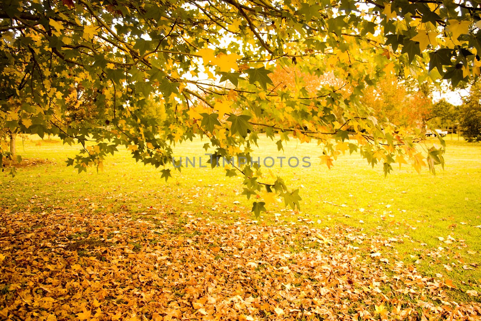 beautiful landscape of autumn leaves by angietakespics