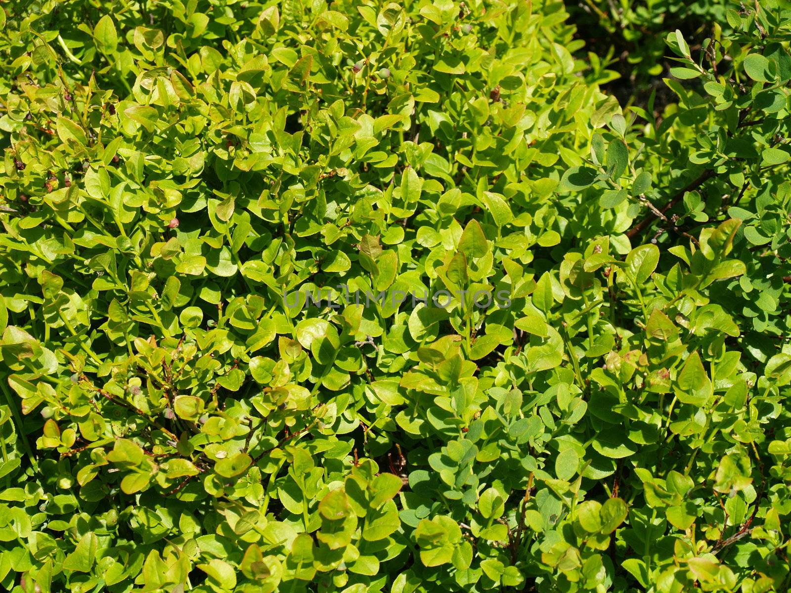 blueberries in bloom by viviolsen