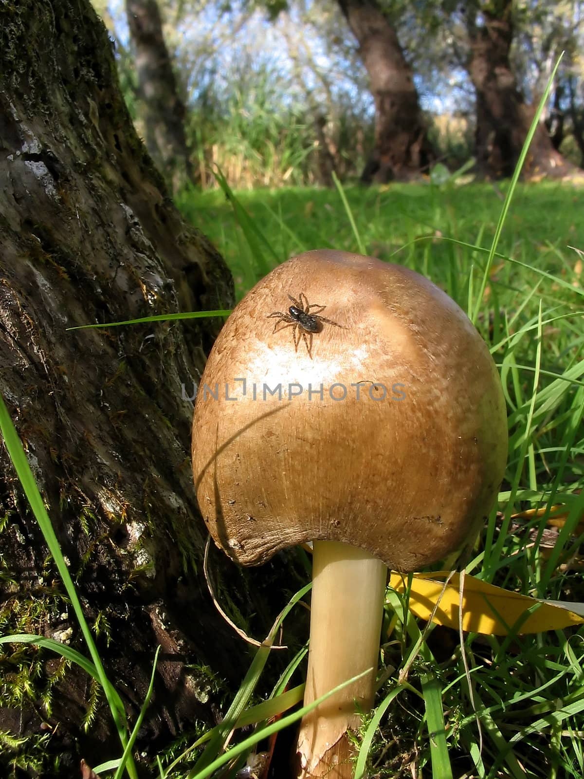 Small mushroom in wood