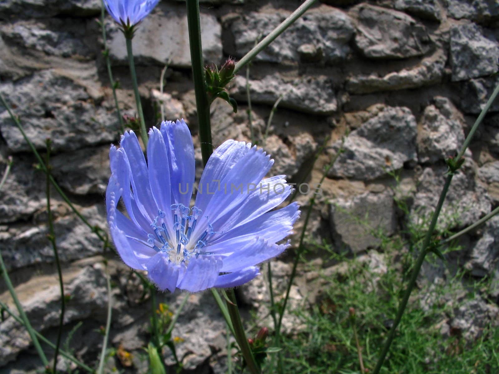 The Flower Chicory on stone wall background