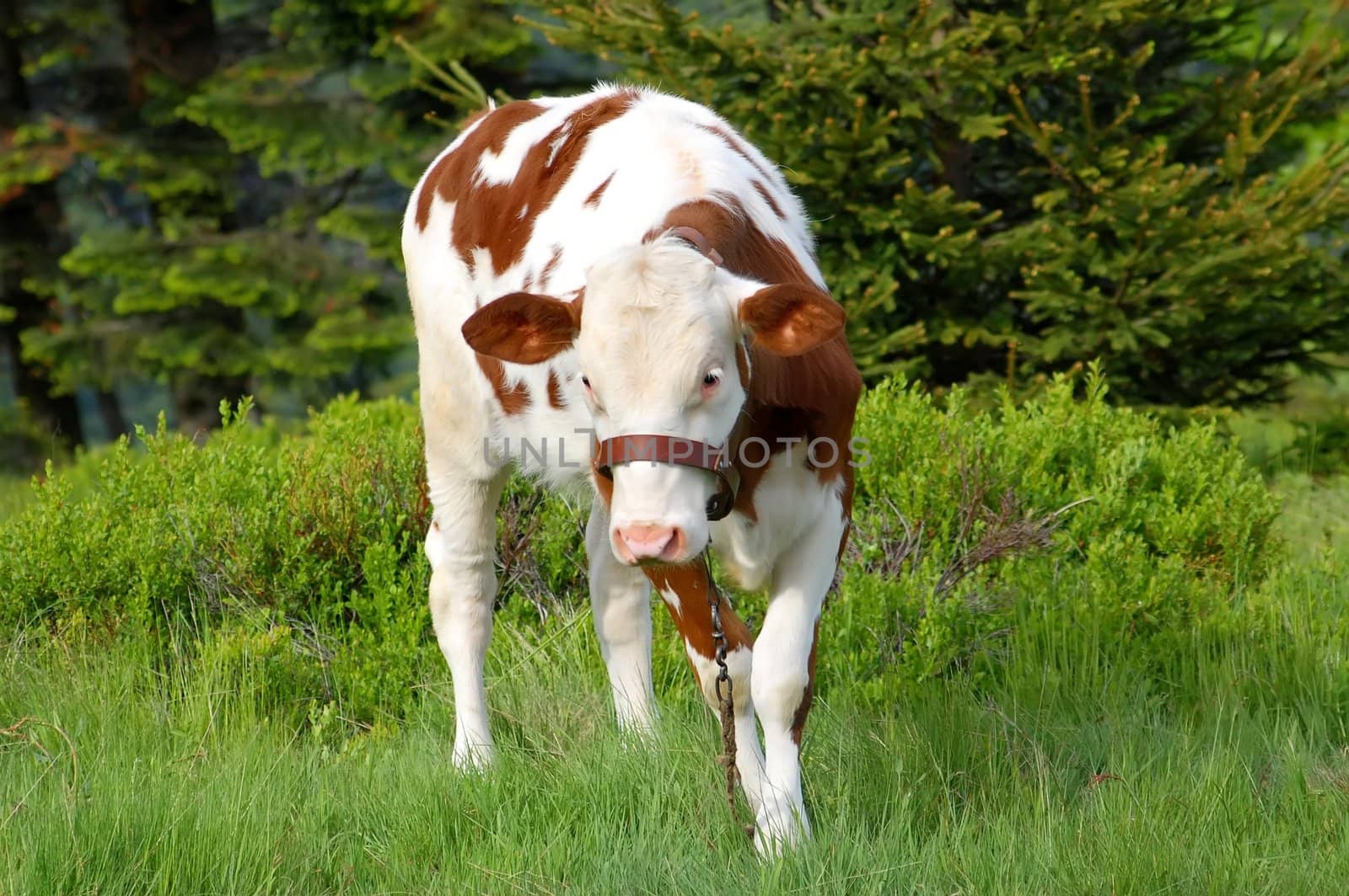 young cow on the green grass