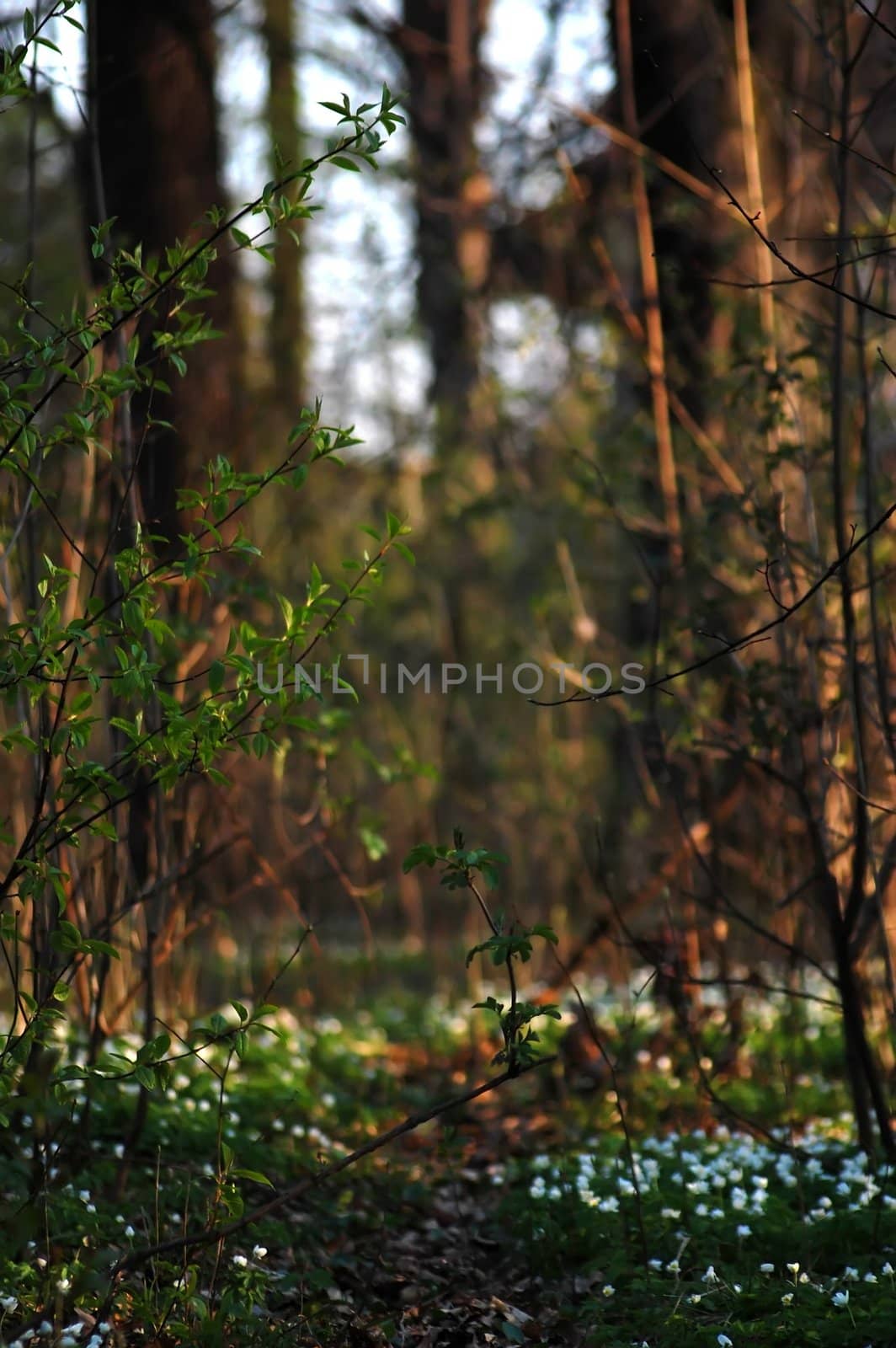 spring in the forest in Poland