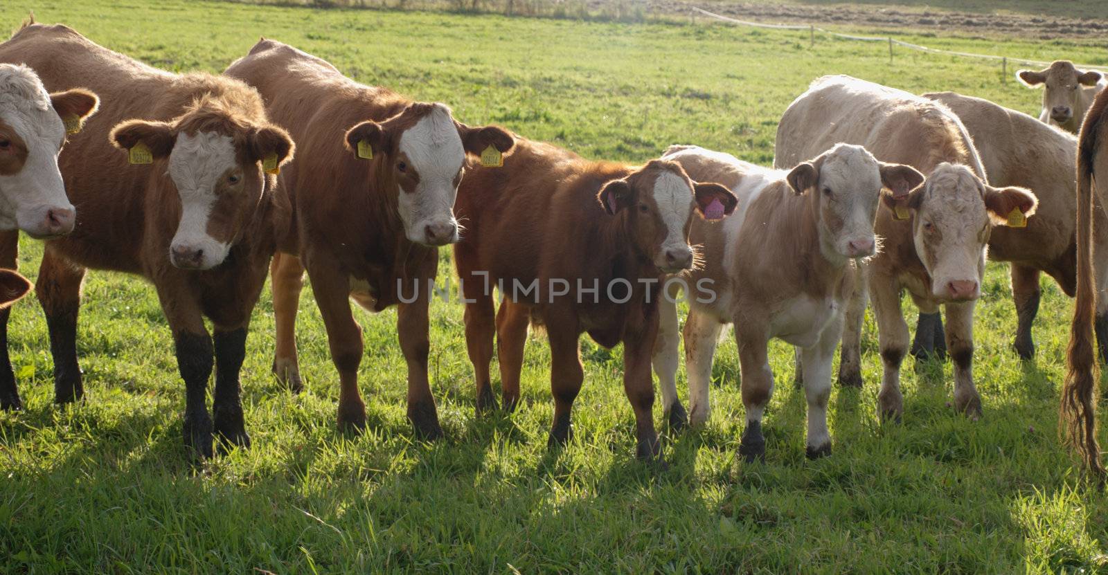 curious calves on pasture
