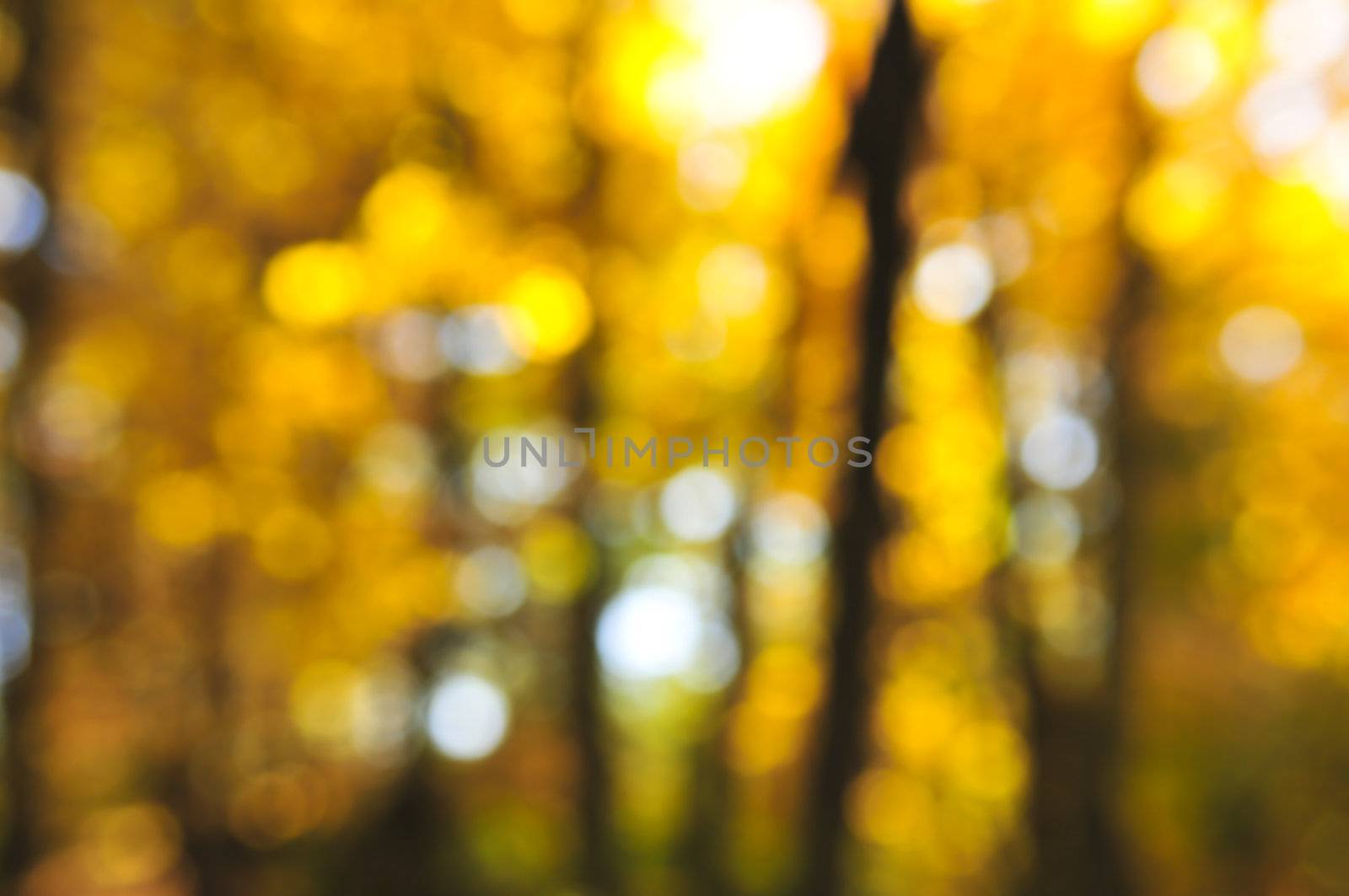 Green natural background of out of focus autumn forest or bokeh