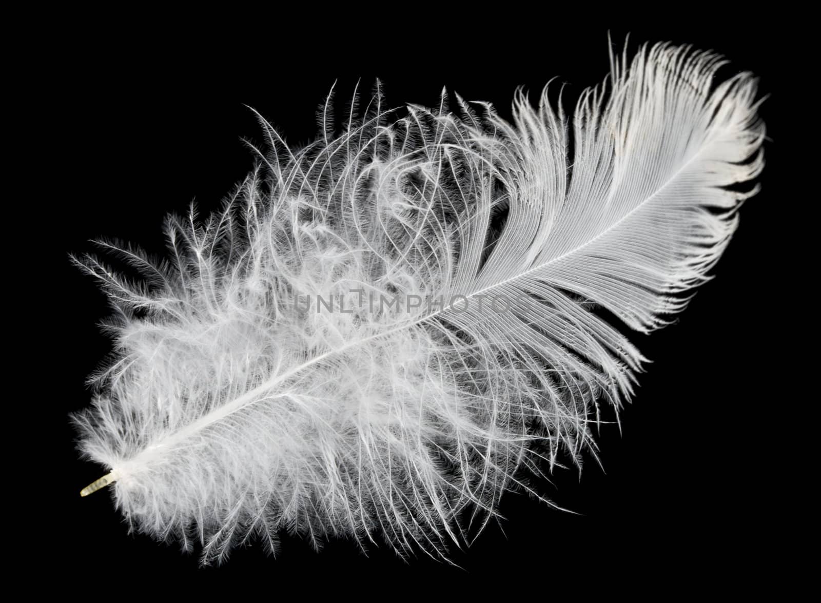 feather isolated by Alekcey