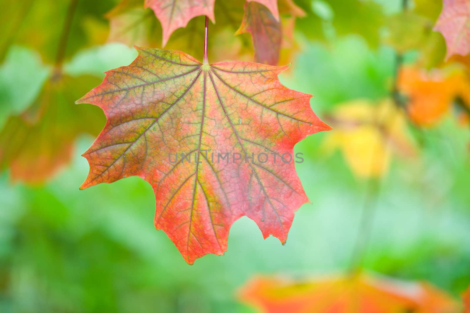 close-up maple leaf in autumn