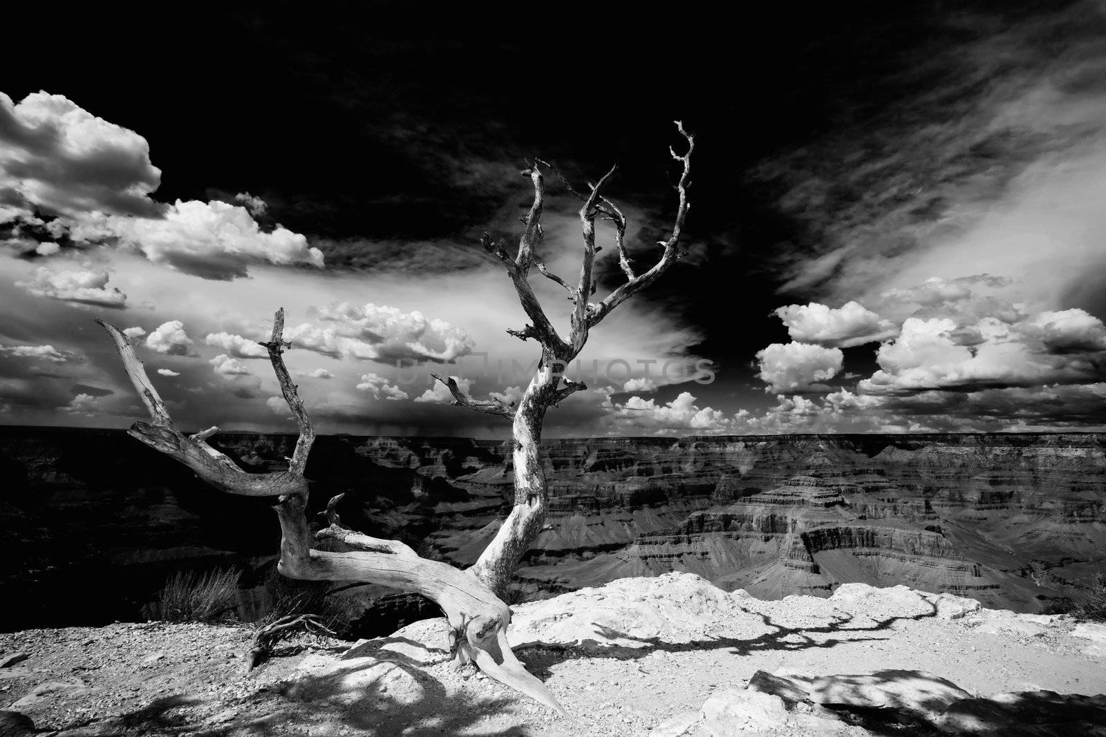 Dead Tree at Edge of the Grand Canyon