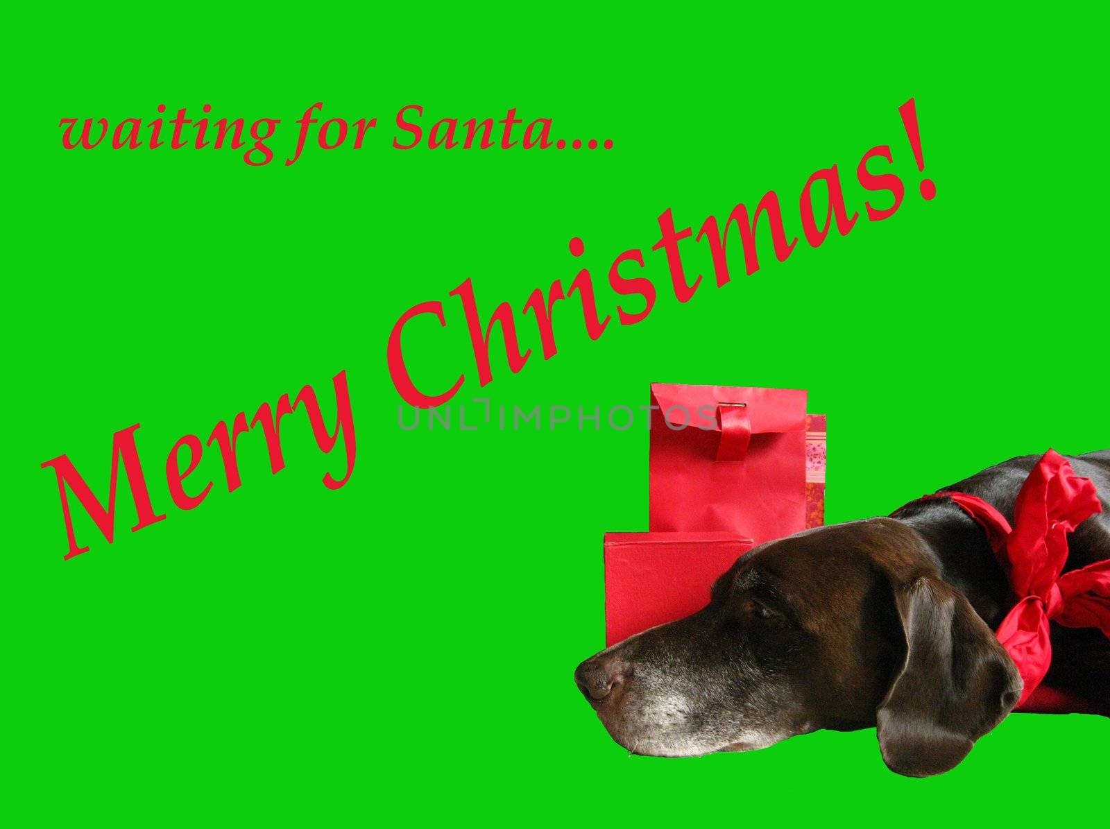 Dog waiting for santa claus - Christmas Greeting