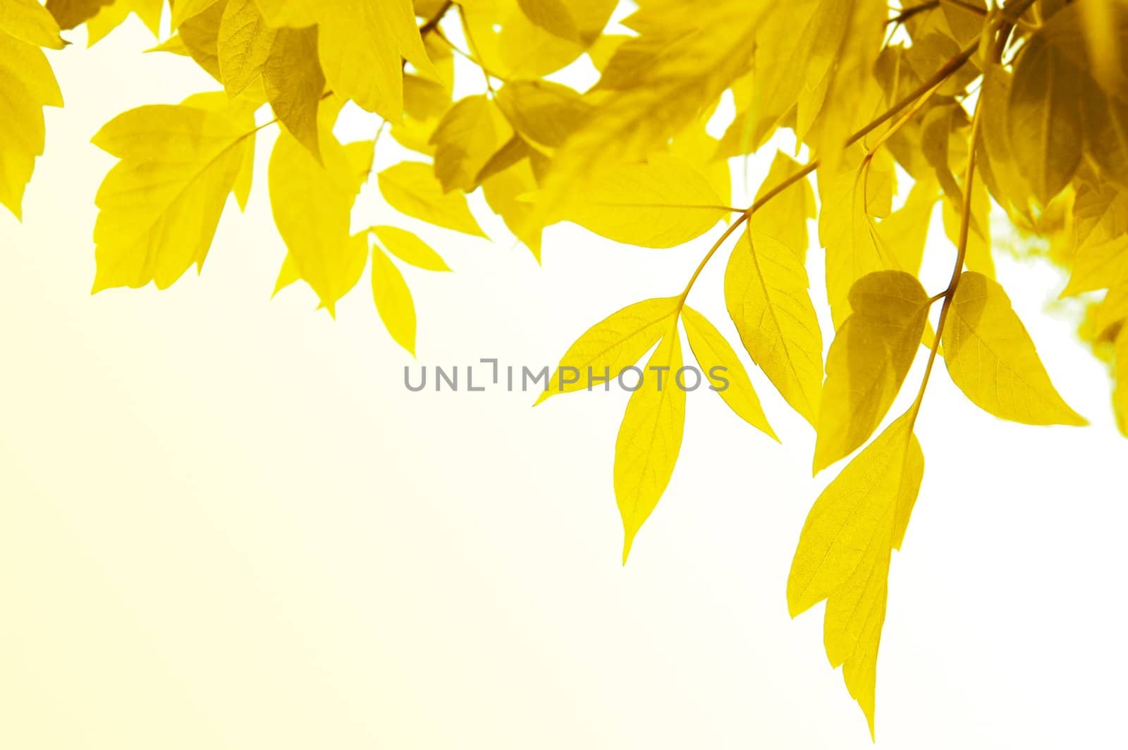 Frame of yellow leaves over light yellow back