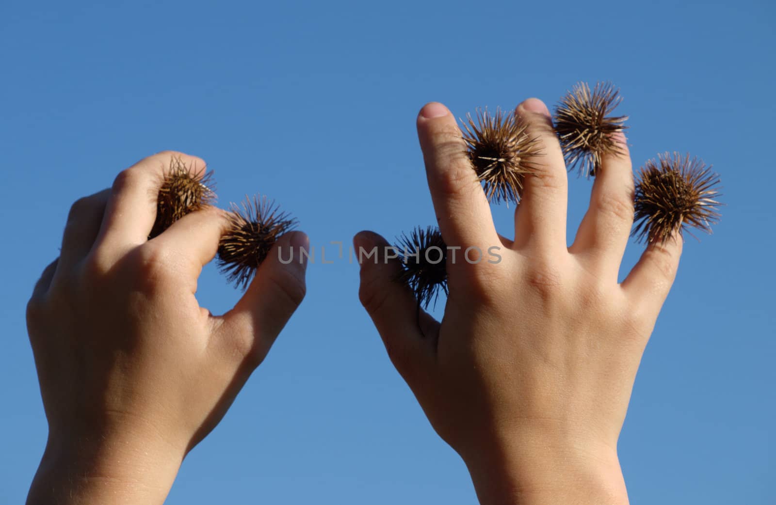 the thistles in child hands against blue sky