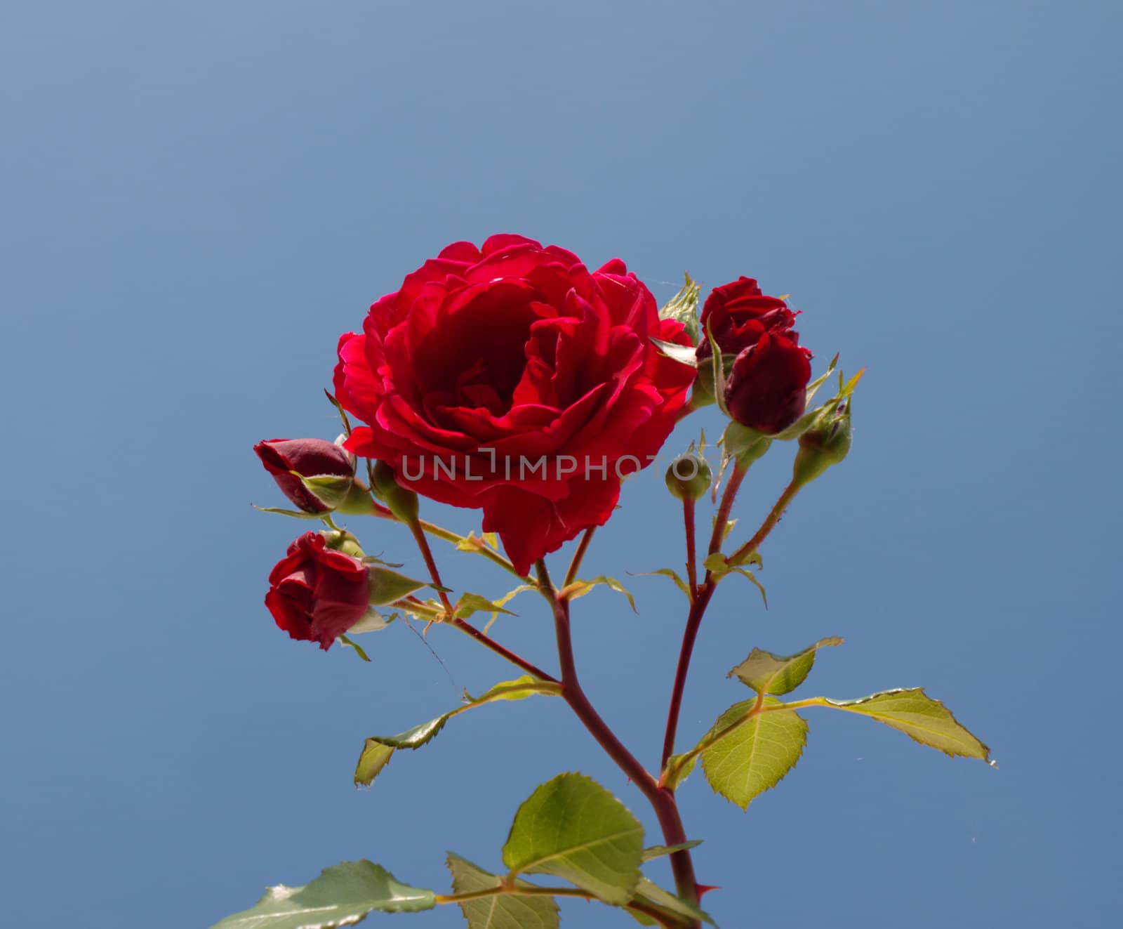 the rose with buds against blue sky
