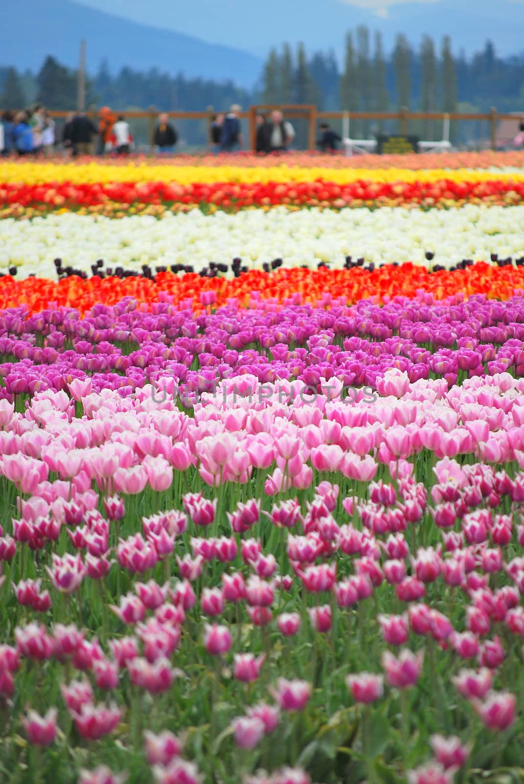 Tulips in the Netherlands.