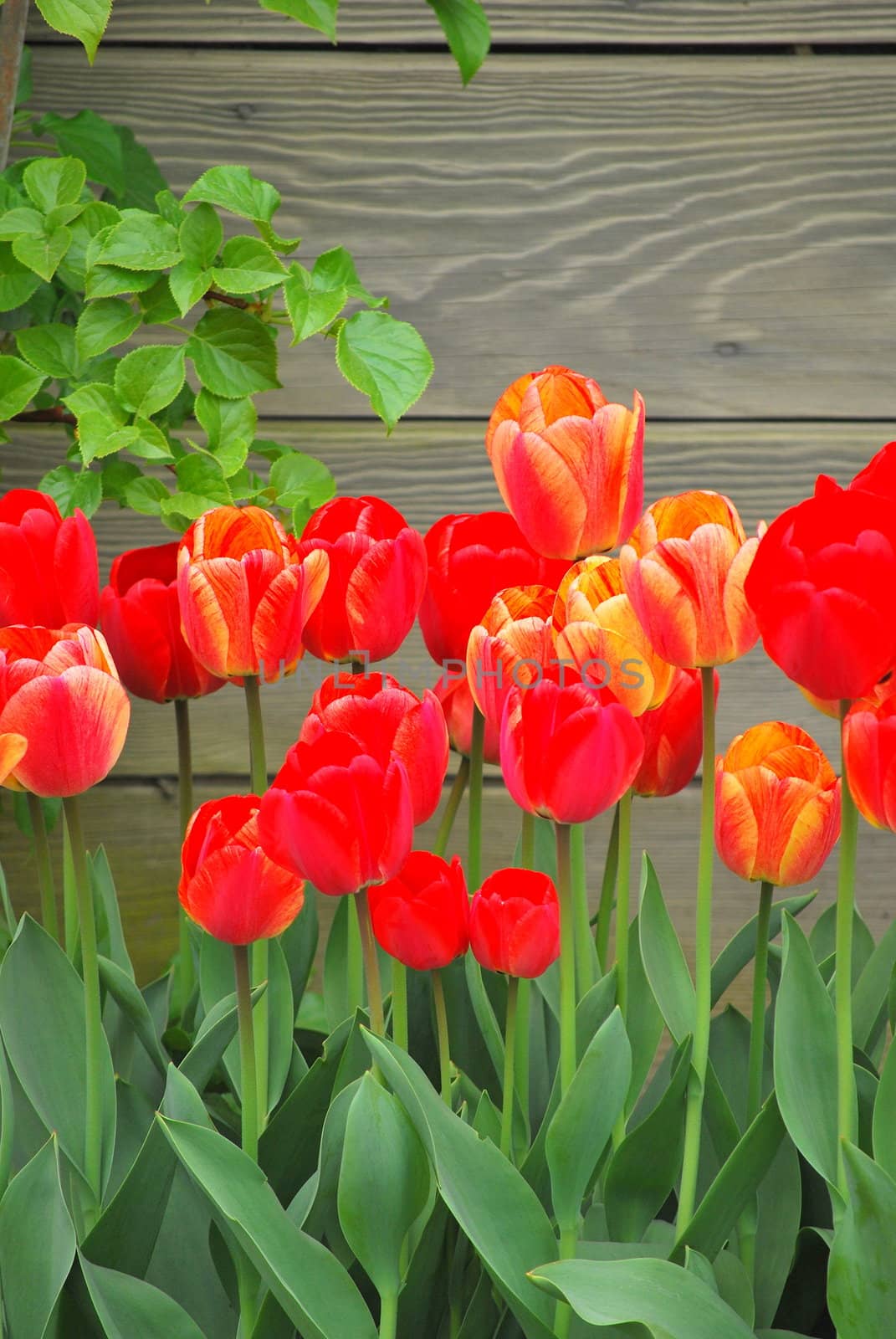 Tulips by oscarcwilliams