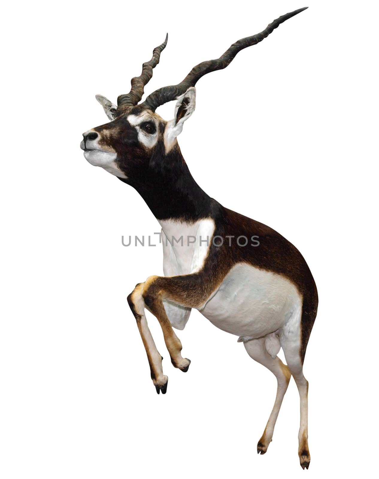 Male Springbok (Antidorcas marsupialis) isolated with clipping path      