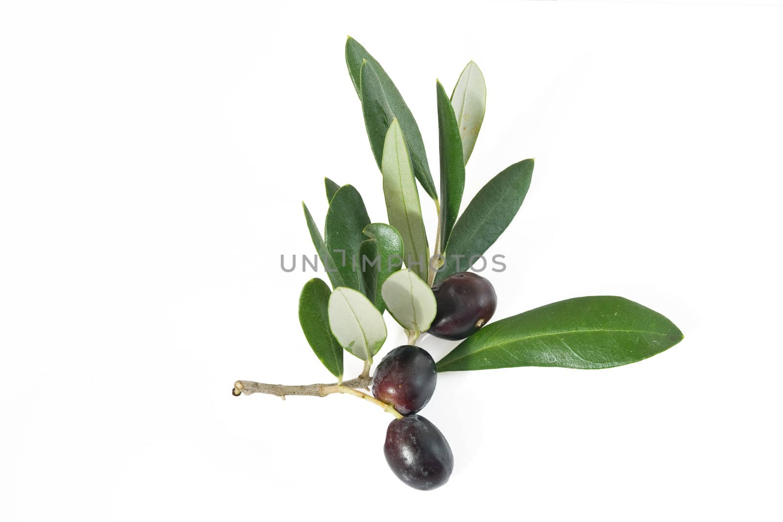 branch with black ripe olives isolated on white background