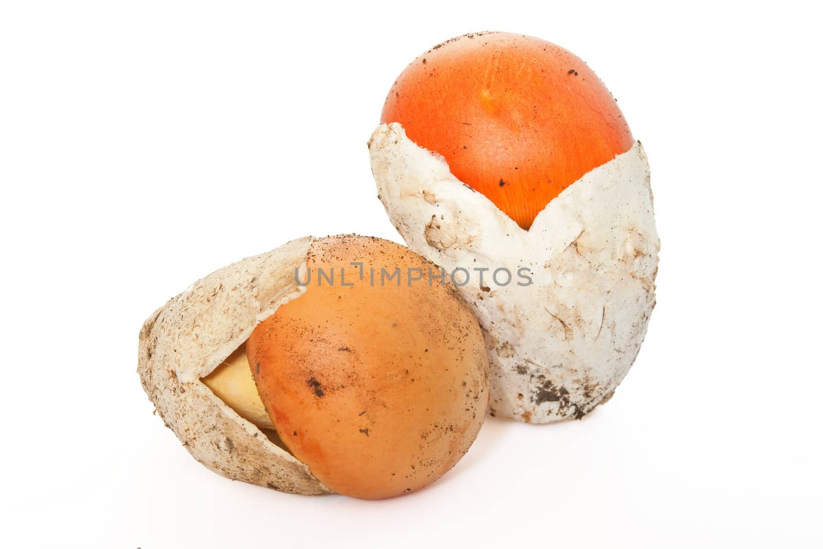 two young Amanita Caesarea mushroom isolated on white background
