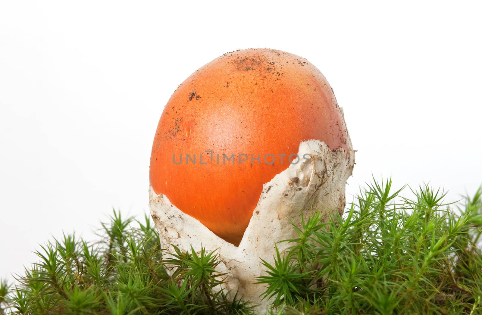 beautiful young Amanita Caesarea mushroom on musk isolated on white background