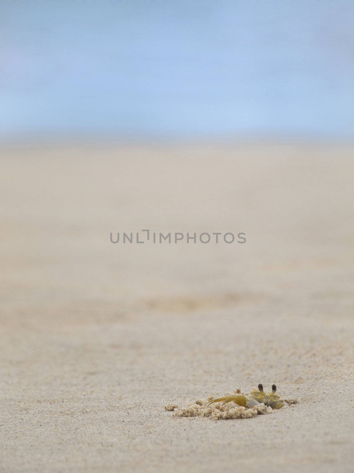 A ghost crab digging in the sand on a tropical beach.