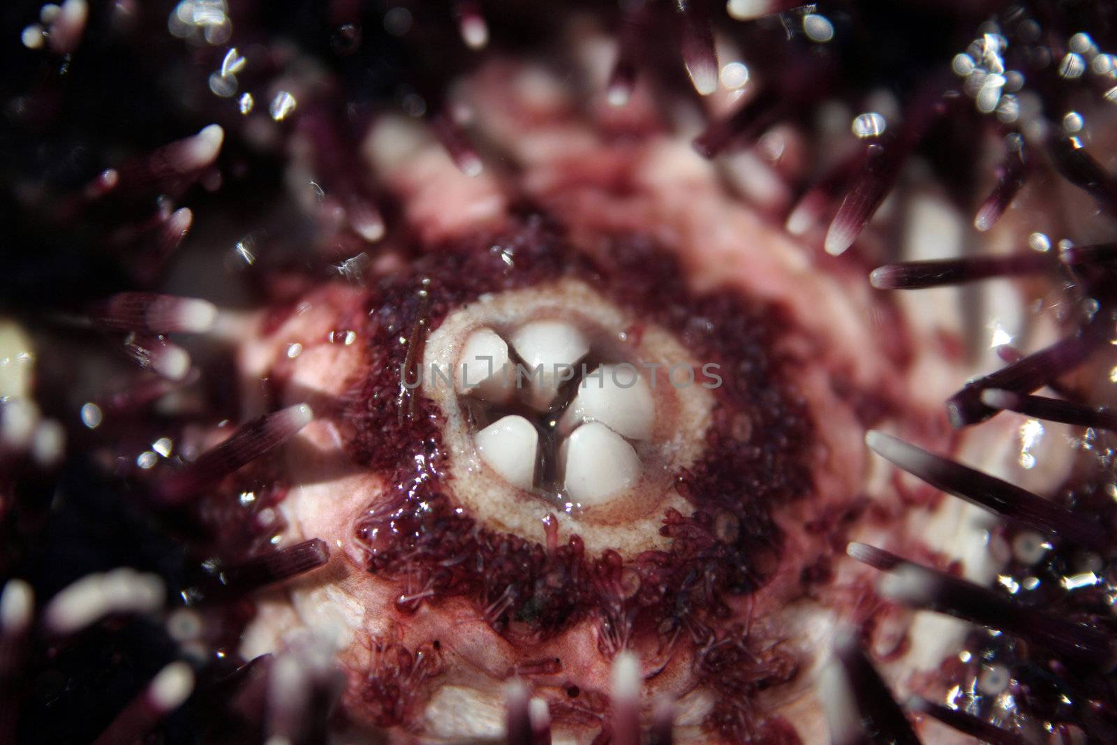 sea urchin by furzyk73